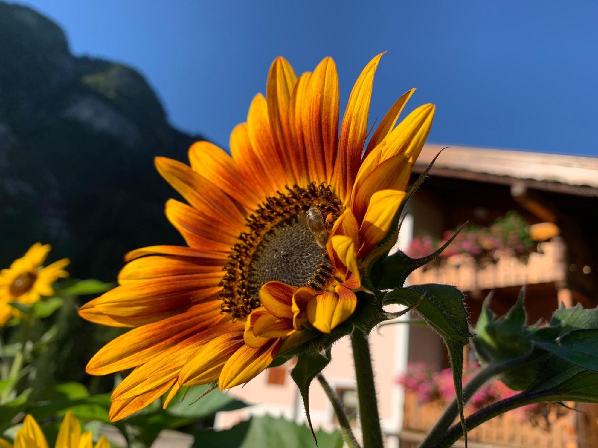 Ferienwohnung Cesa Mandi E Miky Canazei Exterior foto